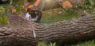 How Our Tree Care Process Works  in  Poteet, TX
