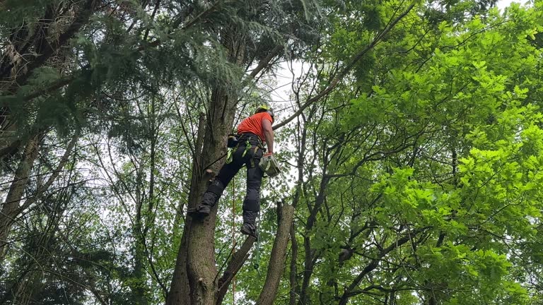 Best Leaf Removal  in Poteet, TX