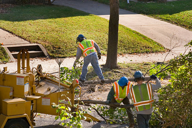 Best Fruit Tree Pruning  in Poteet, TX