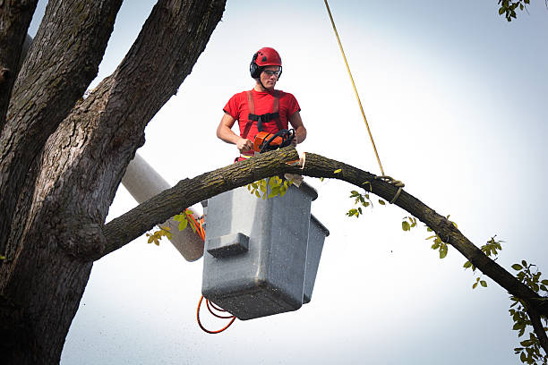 Poteet, TX Tree Services Company