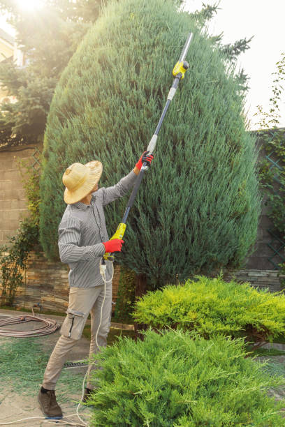 Best Firewood Processing and Delivery  in Poteet, TX